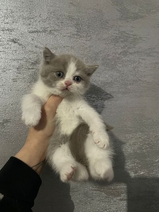 Kocurek brytyjski  bikolor liliowy hodowla legalna rodowód prawdziwy