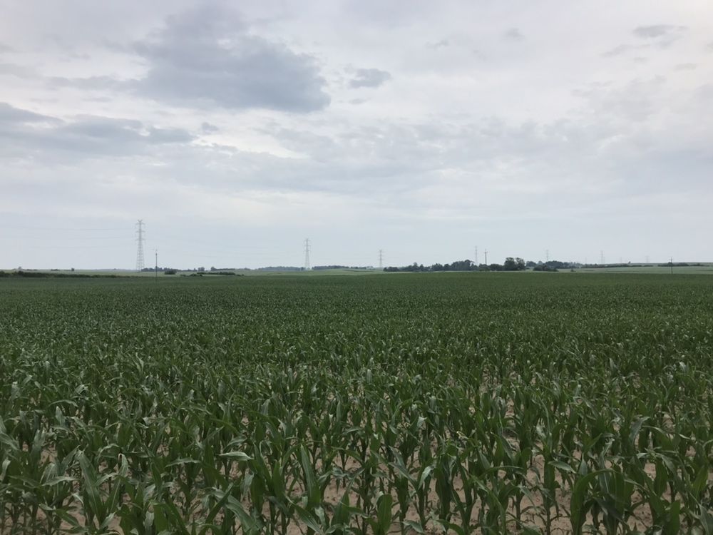 Siew kukurydzy,buraków i słonecznika GPS do 1 cm