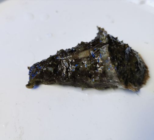 Dolabella ślimak akwarium morskie