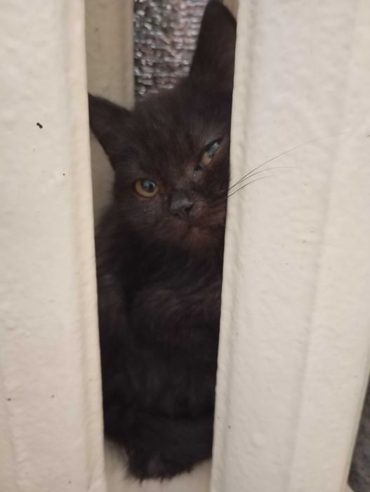 КОШЕНЯТА  чистокровні Шотландці