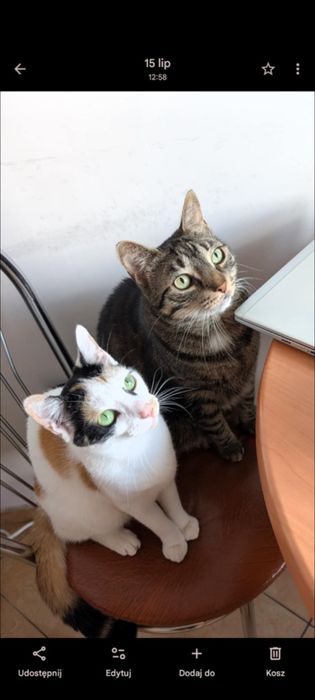 Kotki do adopcji