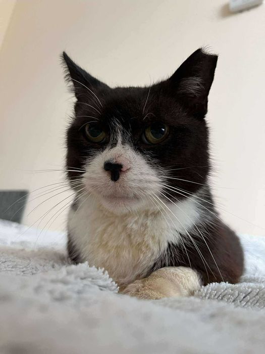 Błagam o dom dla chorego kota :( ma niewiele czasu :(