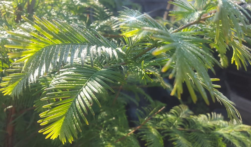 Саджанець метасеквойї продам