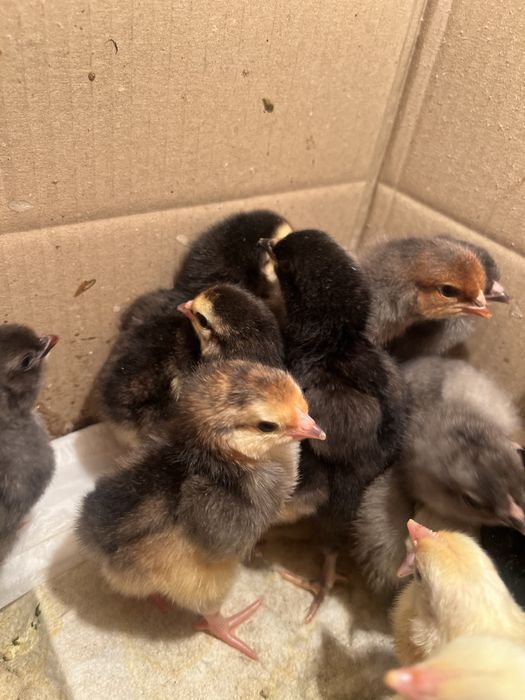 Добові  курчата амераукана