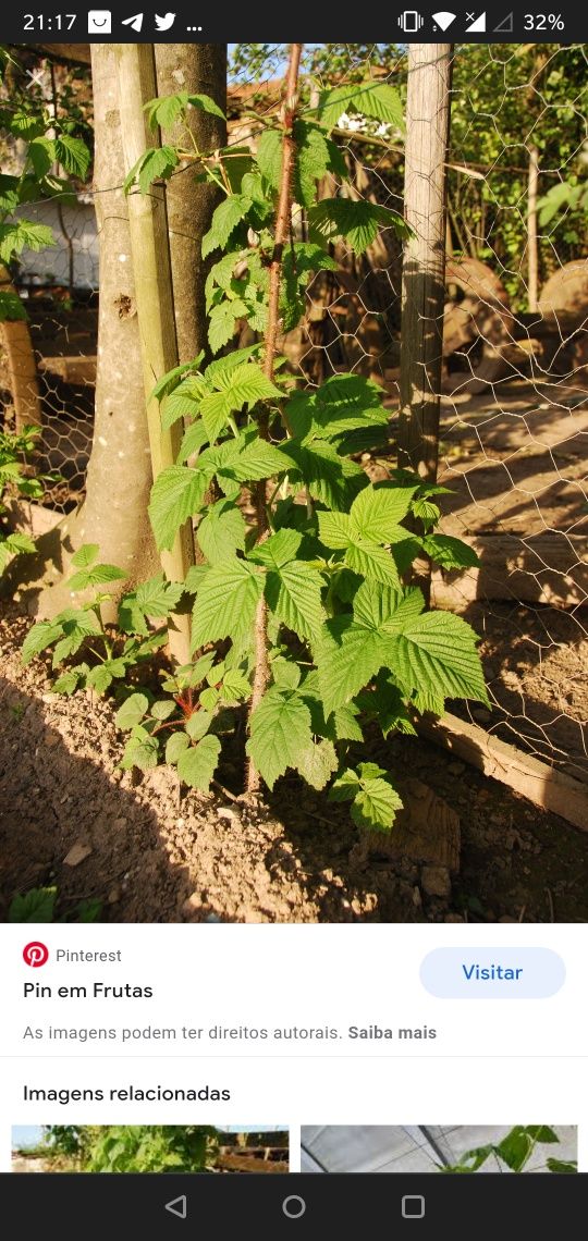 Pés de framboesa