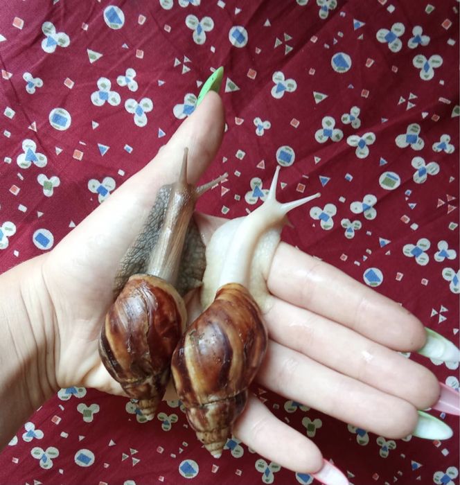 Улитки ахатина фулика