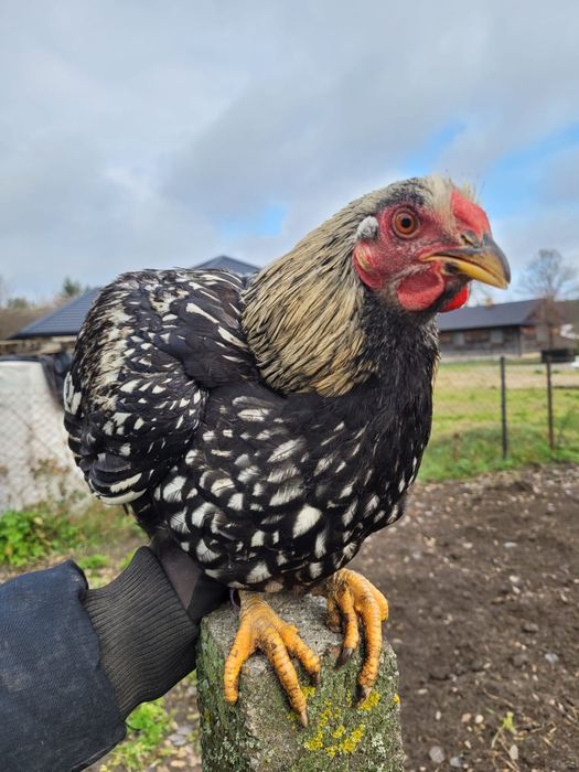 Koguty ras ozdobnych Wyandotte, Silka, Kochin Olbrzymi