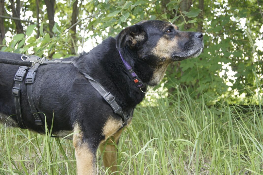 Rottweilerka o charakterze labradora