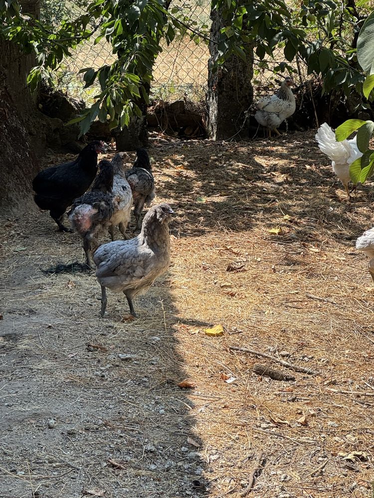 Leghorn isabella, marans olive egg