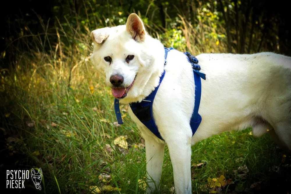 Kochany Gandalf szuka domu