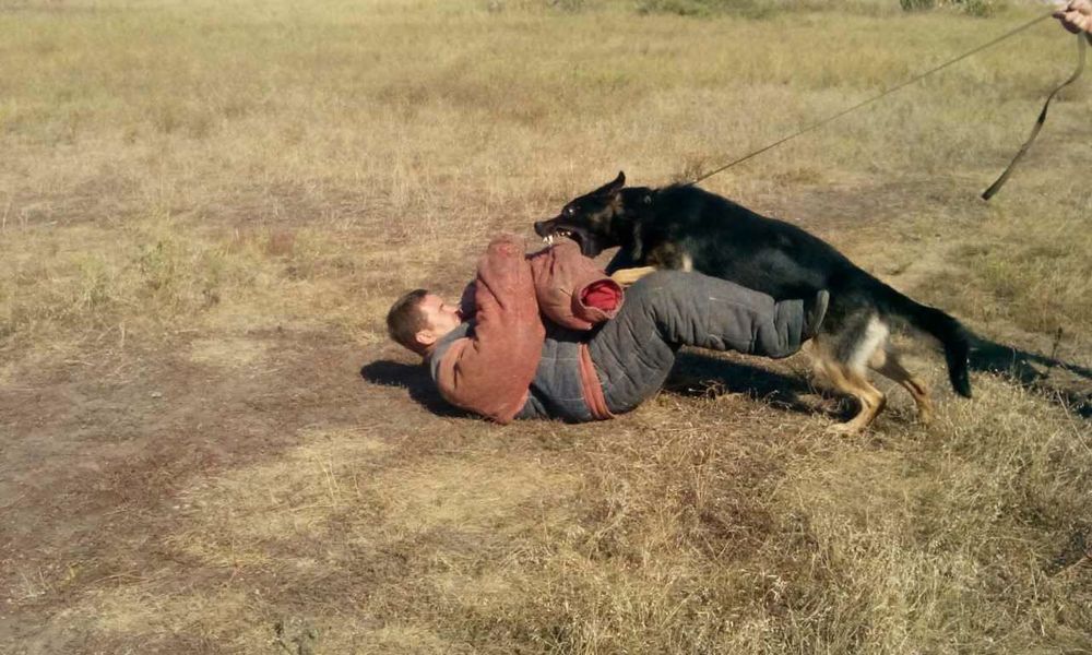 Подростки немецкой овчарки