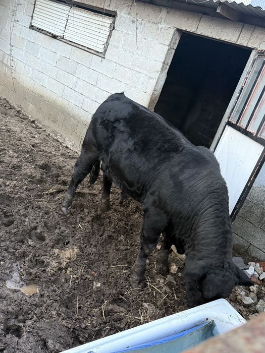 Touro angus puro com 17 meses