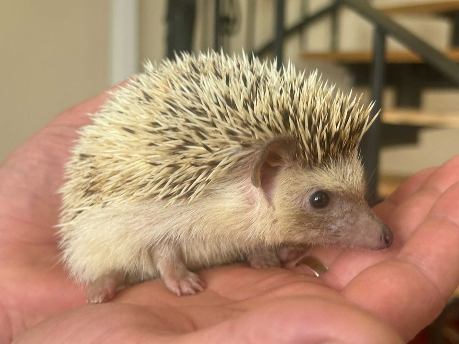 Jeż Pigmejski - młode jeżyki zmienią dom- transport po całej Polsce