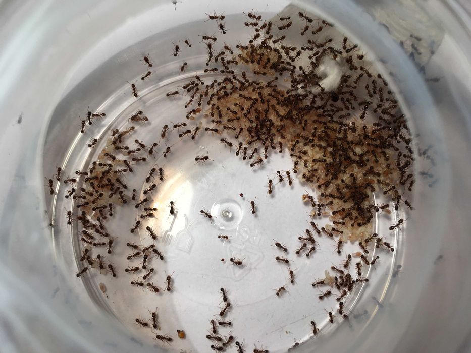Mrówki Tetramorium sp. 2022 kolonia >400 robotnic