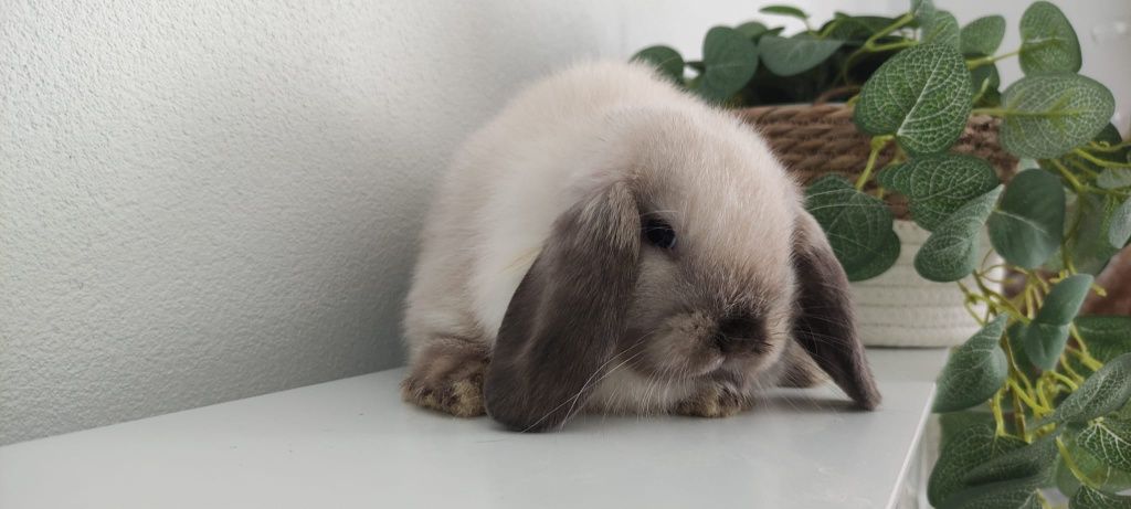 Mini Lop królik gotowe do odbioru