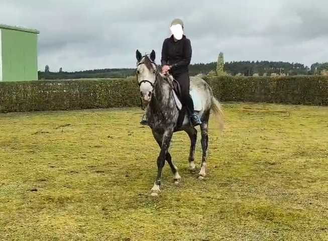 Ambitny wałach 6 lat