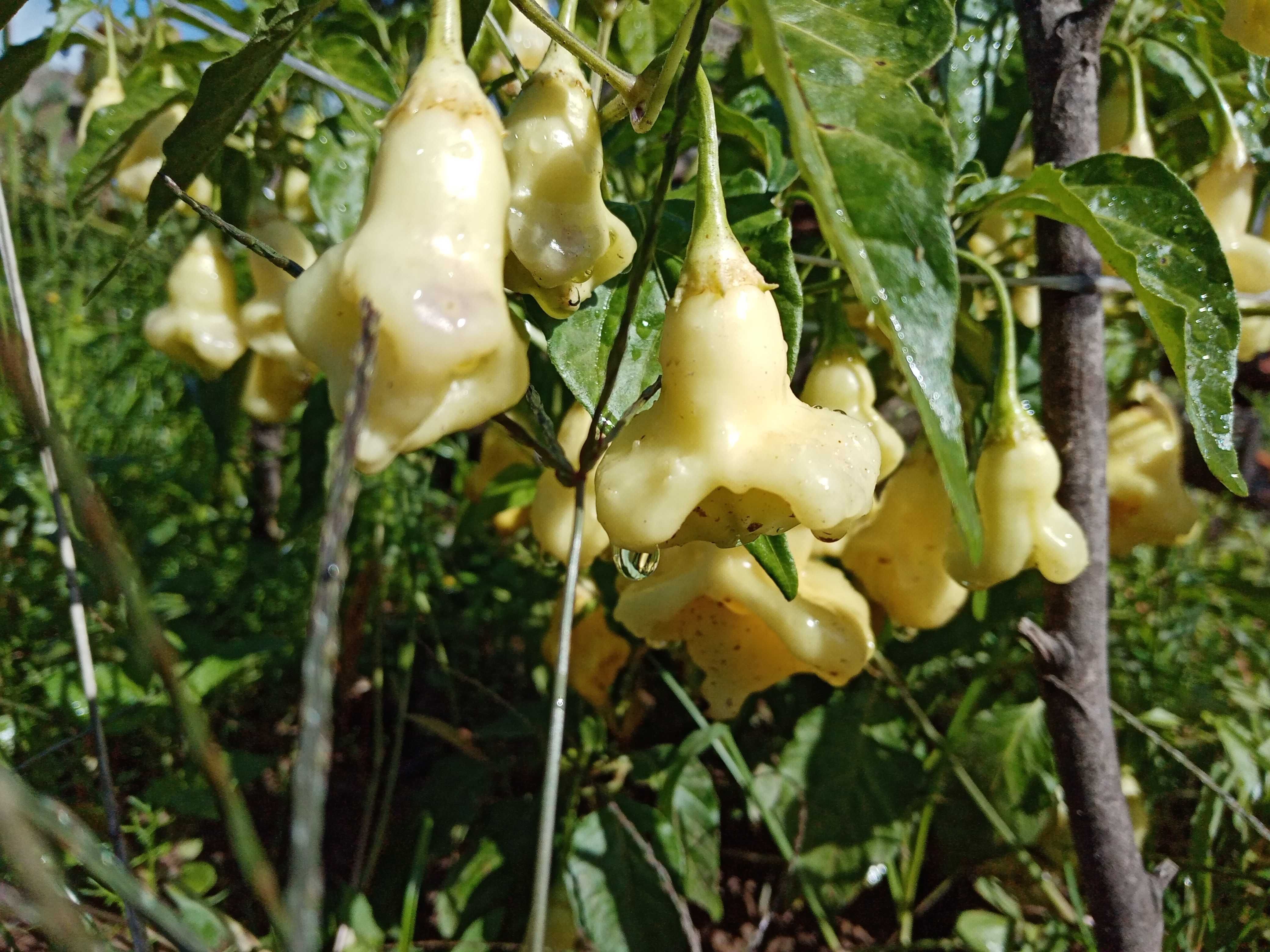 12 sementes de pimenta Aji Fantasy White (rara)