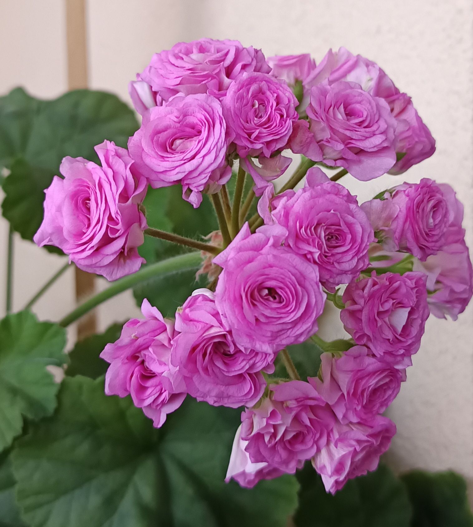 Pelargonie kolekcjonerskie