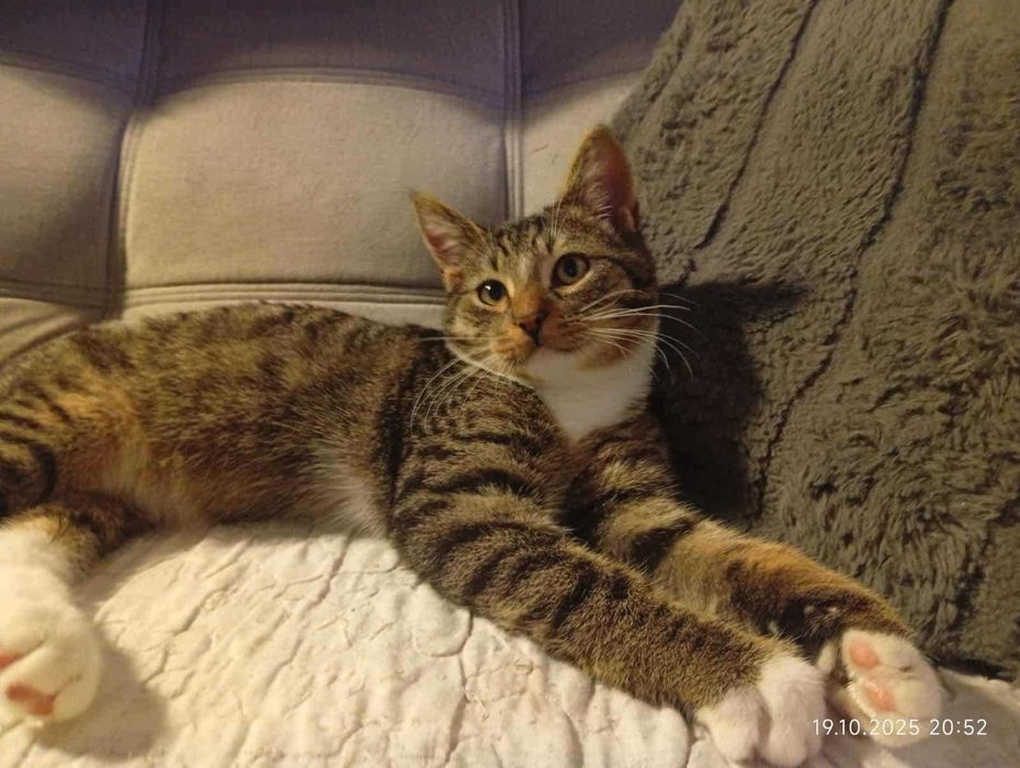 Jestem Tiko, potrzebuję domu