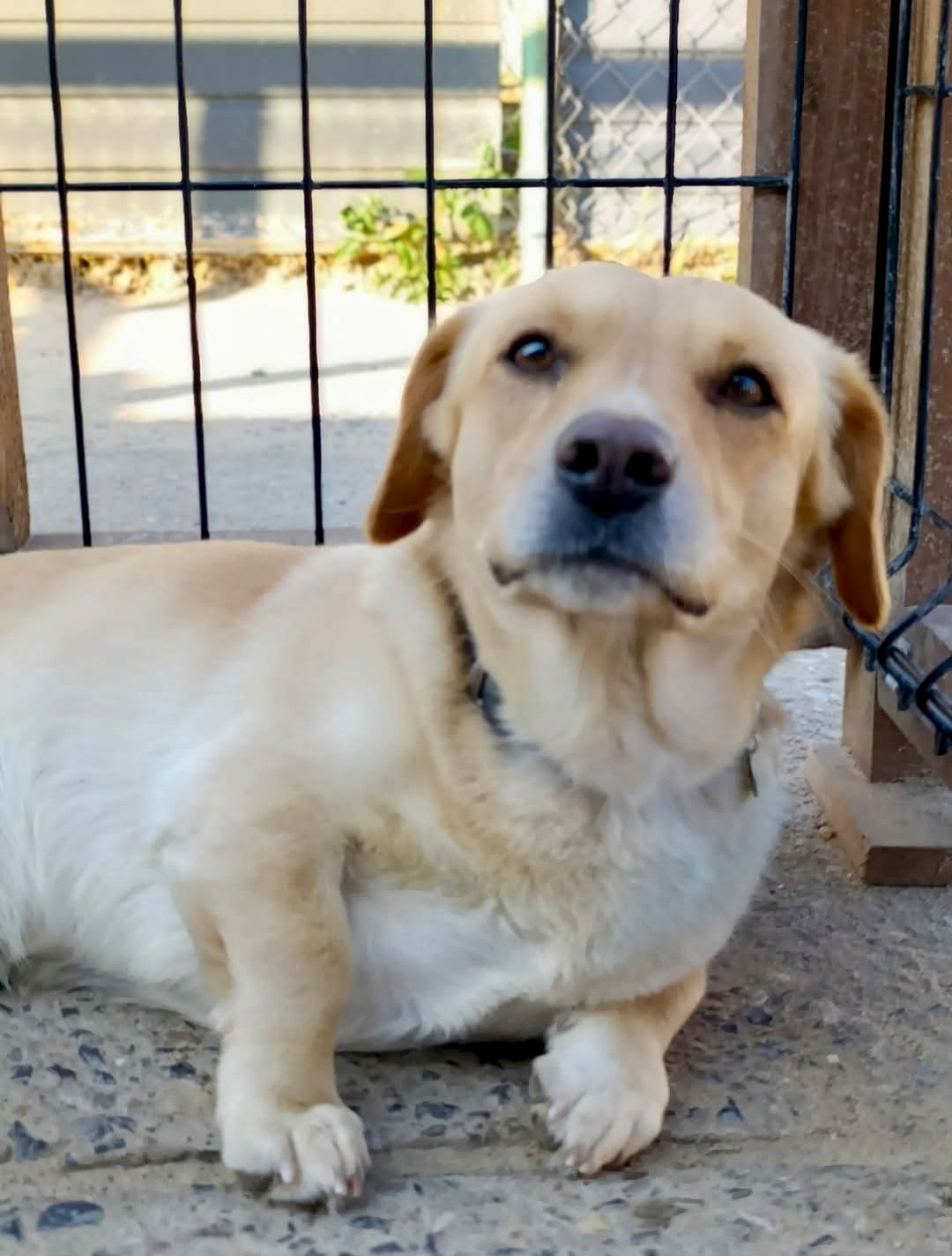 Alwin gorąco poleca się do adopcji:)