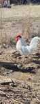Galo Leghorn Branco