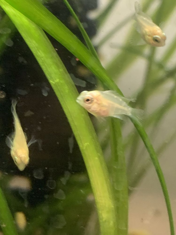 Papagaio anão albino crias  2€