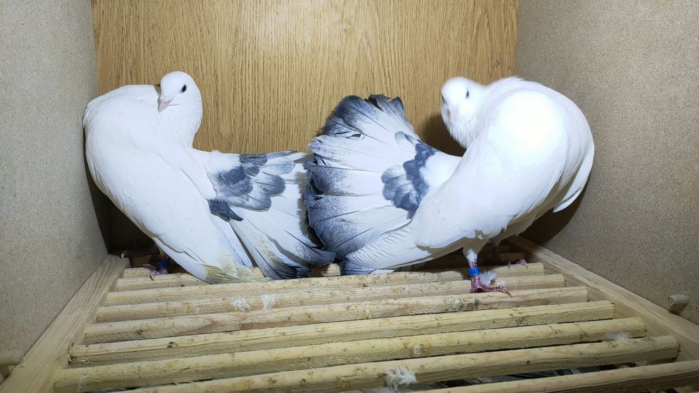 Gołębie pawiki lustrzane