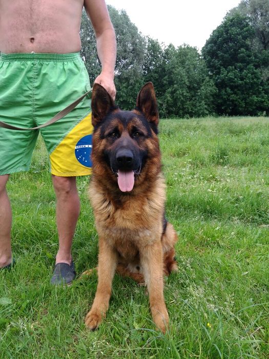 Дресирування собак