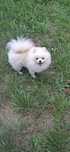 Pomeraniany Para