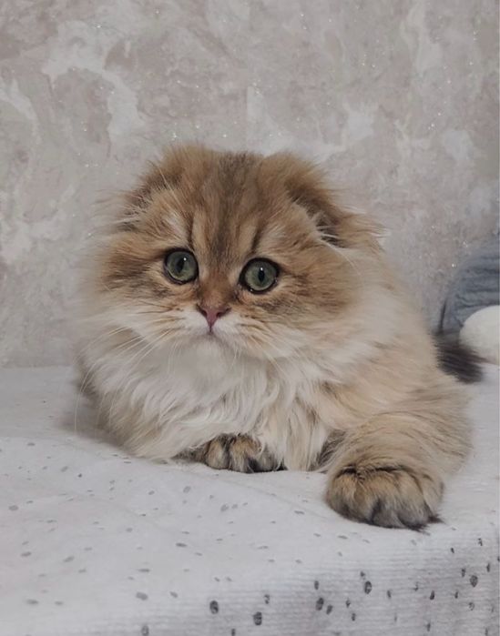 Вислоухе кошеня шотландська золота шиншила