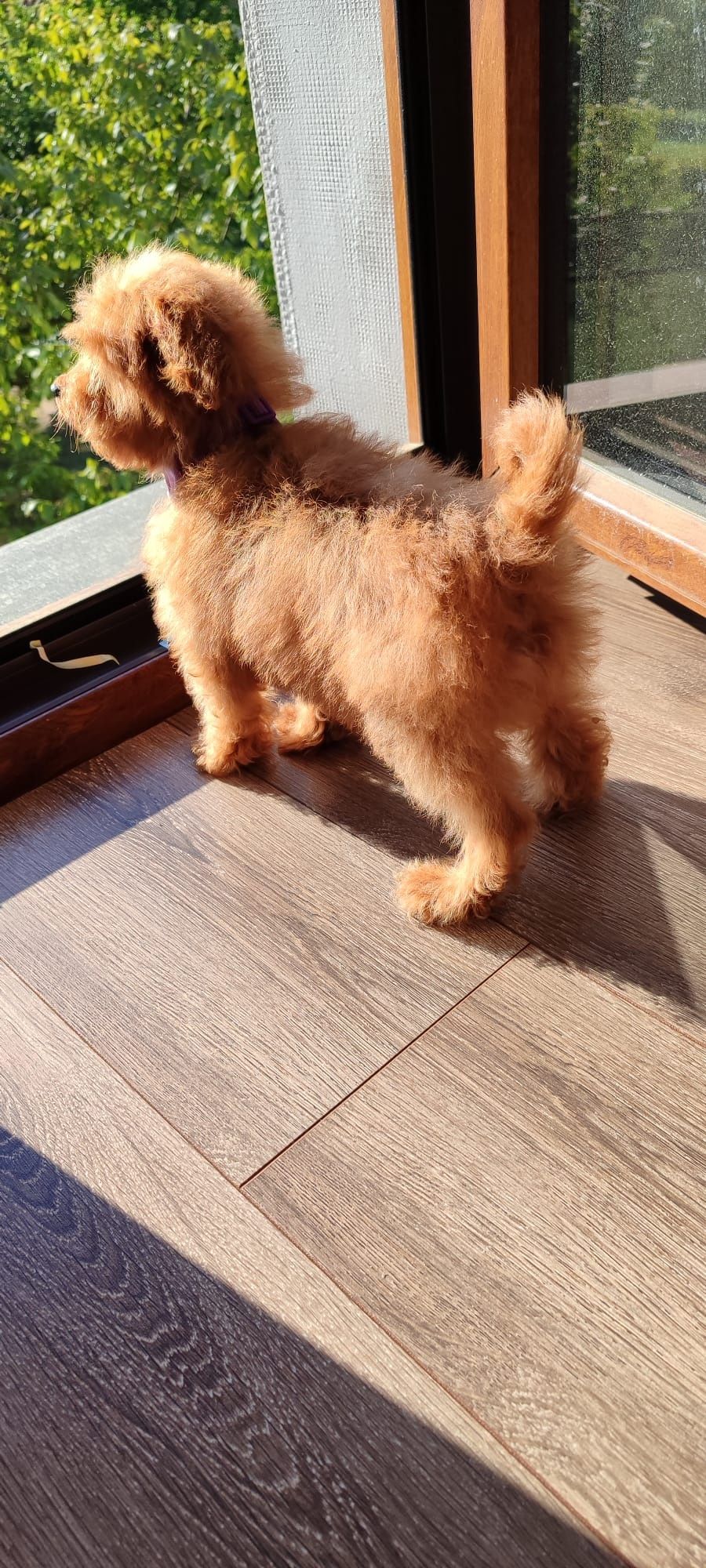 Cavapoo f1b szczeniak suczka