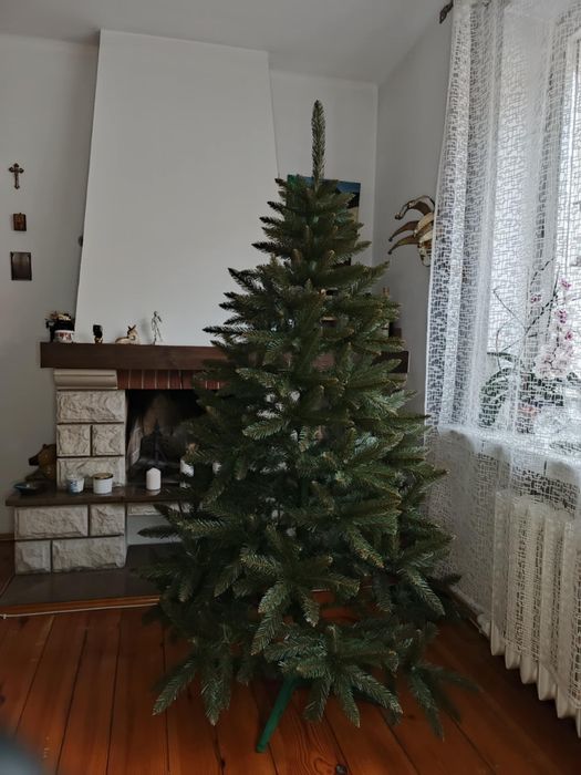 Choinka Świerk kaukaski