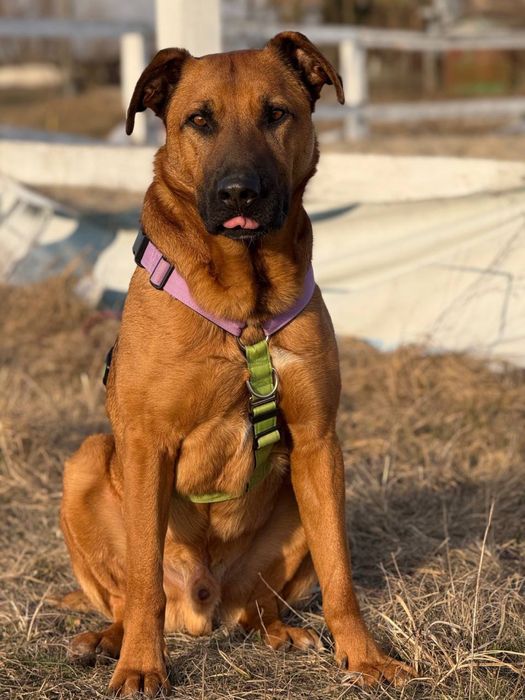 Песик в пошуках родини