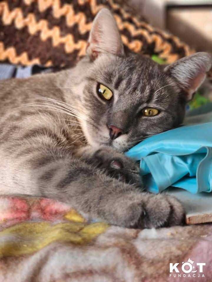 Krysitan i Grej, koci dwupak poleca się do adopcji