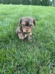 Choco&Tan Yorkshire Terrier