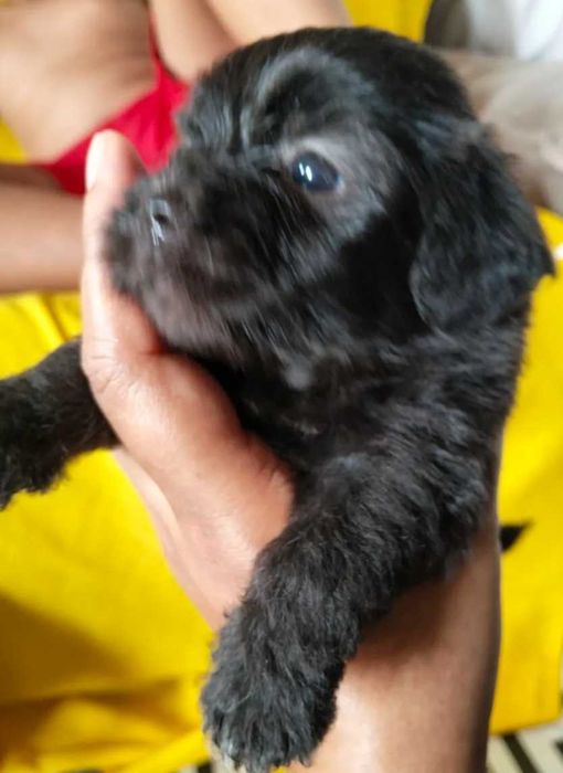 Caniche bebe porte mini