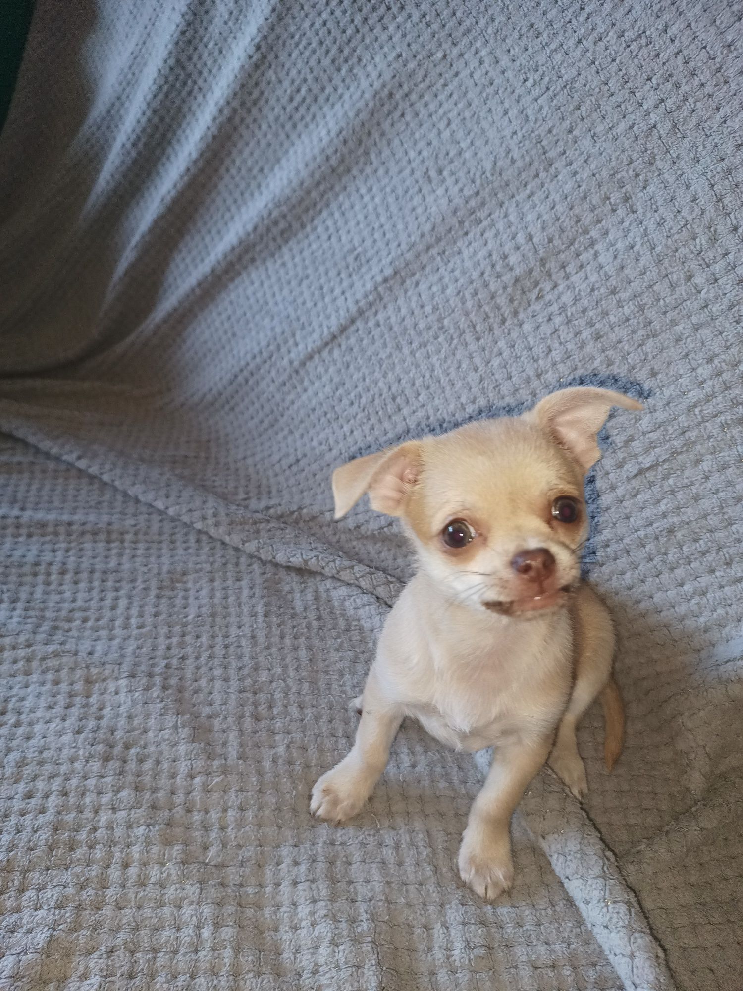 Chihuahua gotowe do odbioru