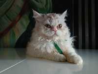 Hekate Kotka Selkirk Rex