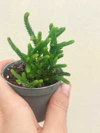 Planta  Suculenta