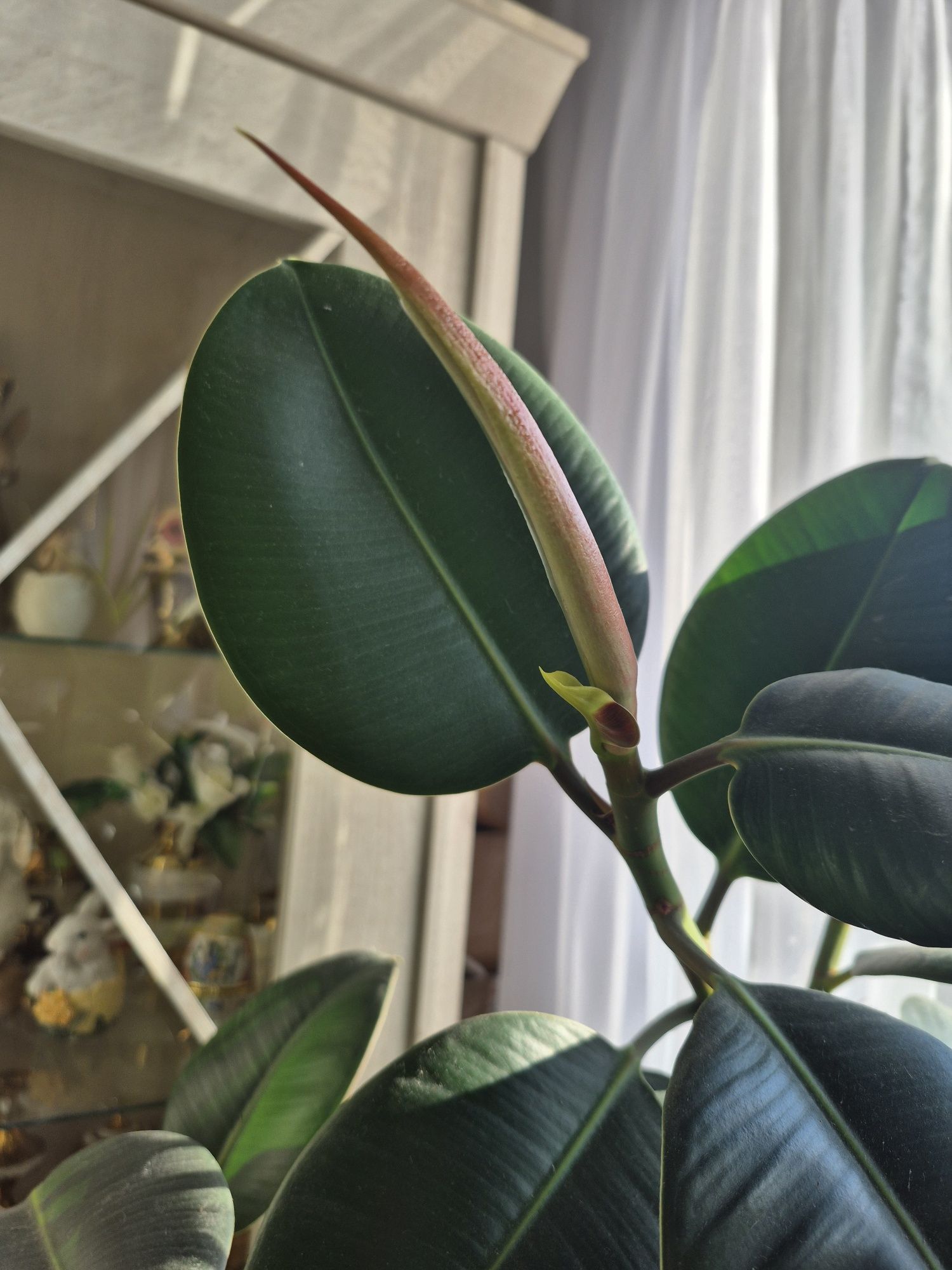 Figowiec sprężysty - Ficus elastica Robusta