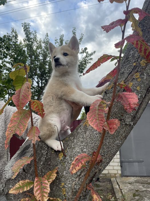 Щенуля сибирской хаски