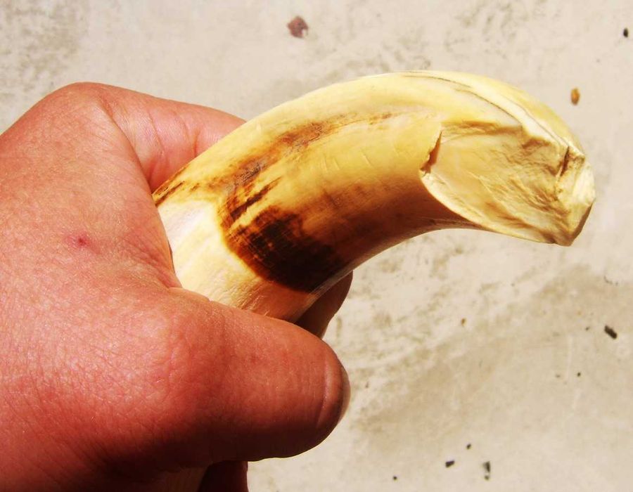 Wielki Kieł Dużego Hipopotama z Egiptu