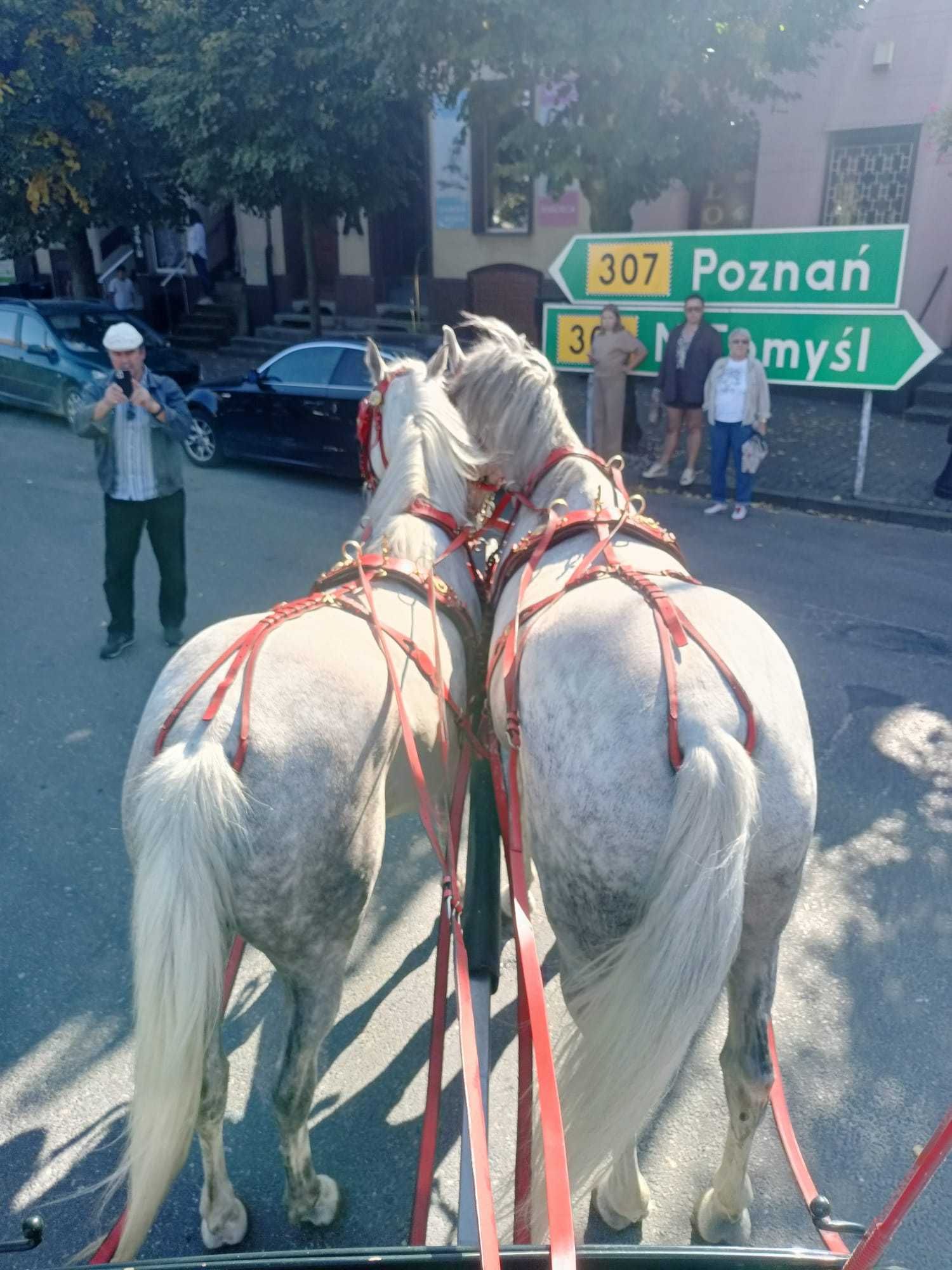 Para zaprzęgowa siwa