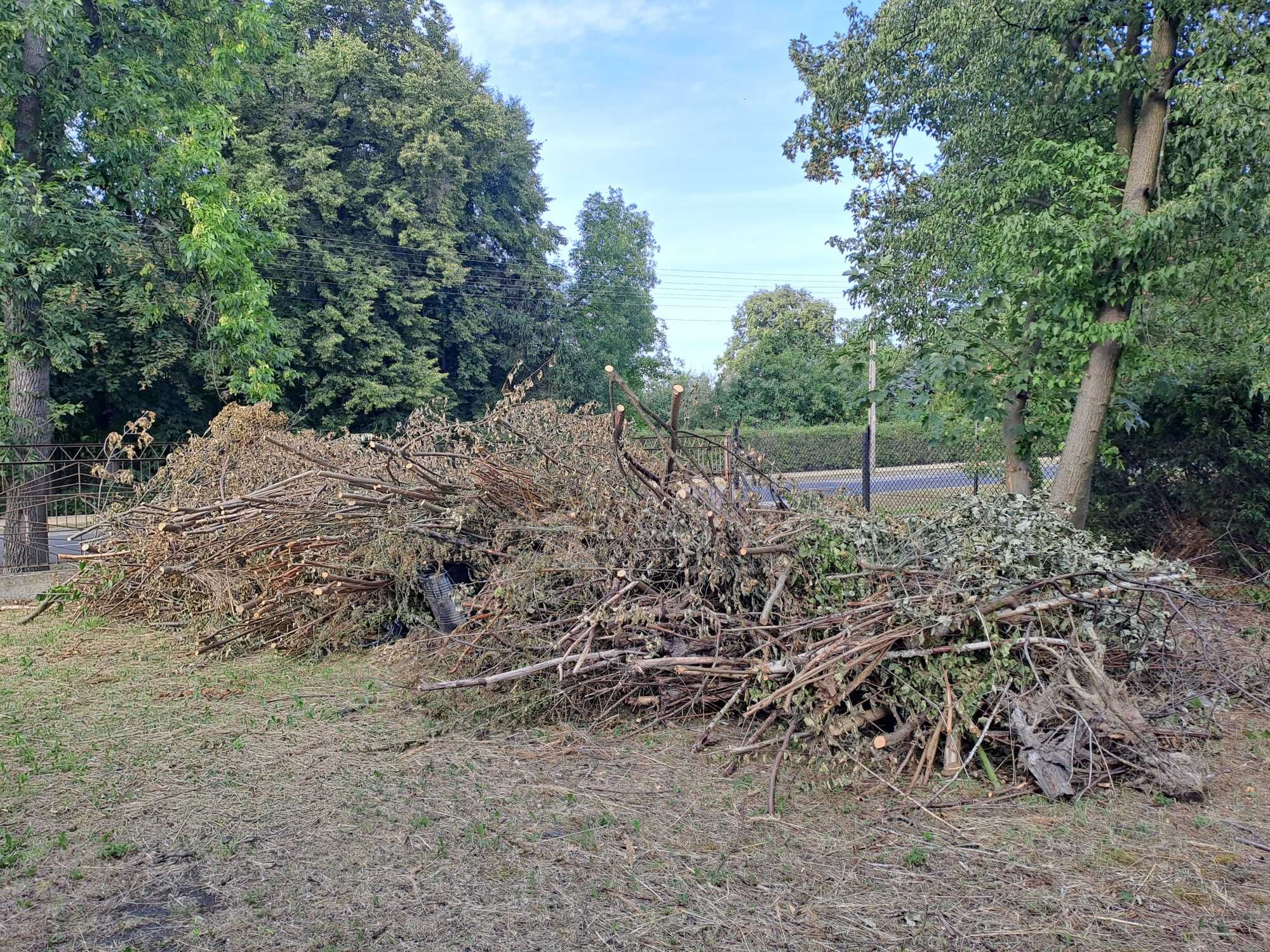 Oddam za darmo gałęzie