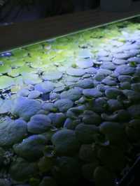 Limnobium roślinka pływająca akwarium