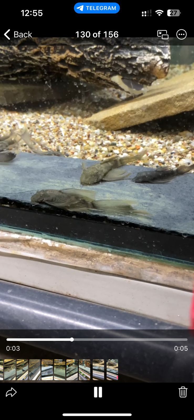 Ancistrus Super Red long fin е mais - Os peixes já estão disponíveis