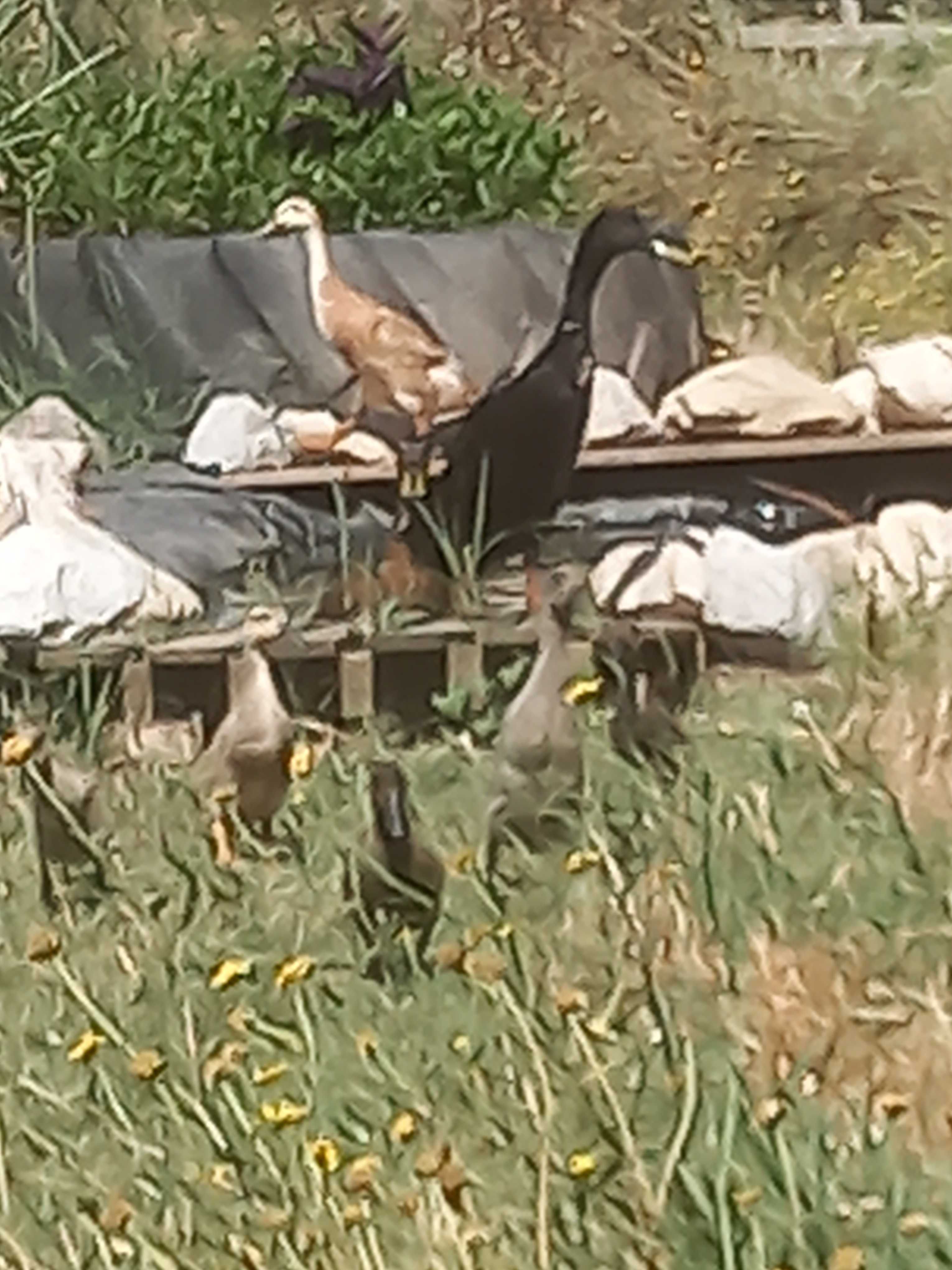 Patos corredores indianos