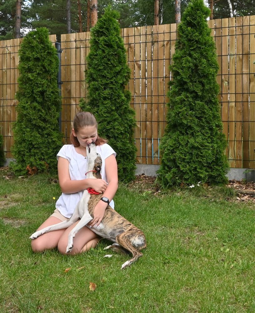 Whippet Chart Angielski-suczka