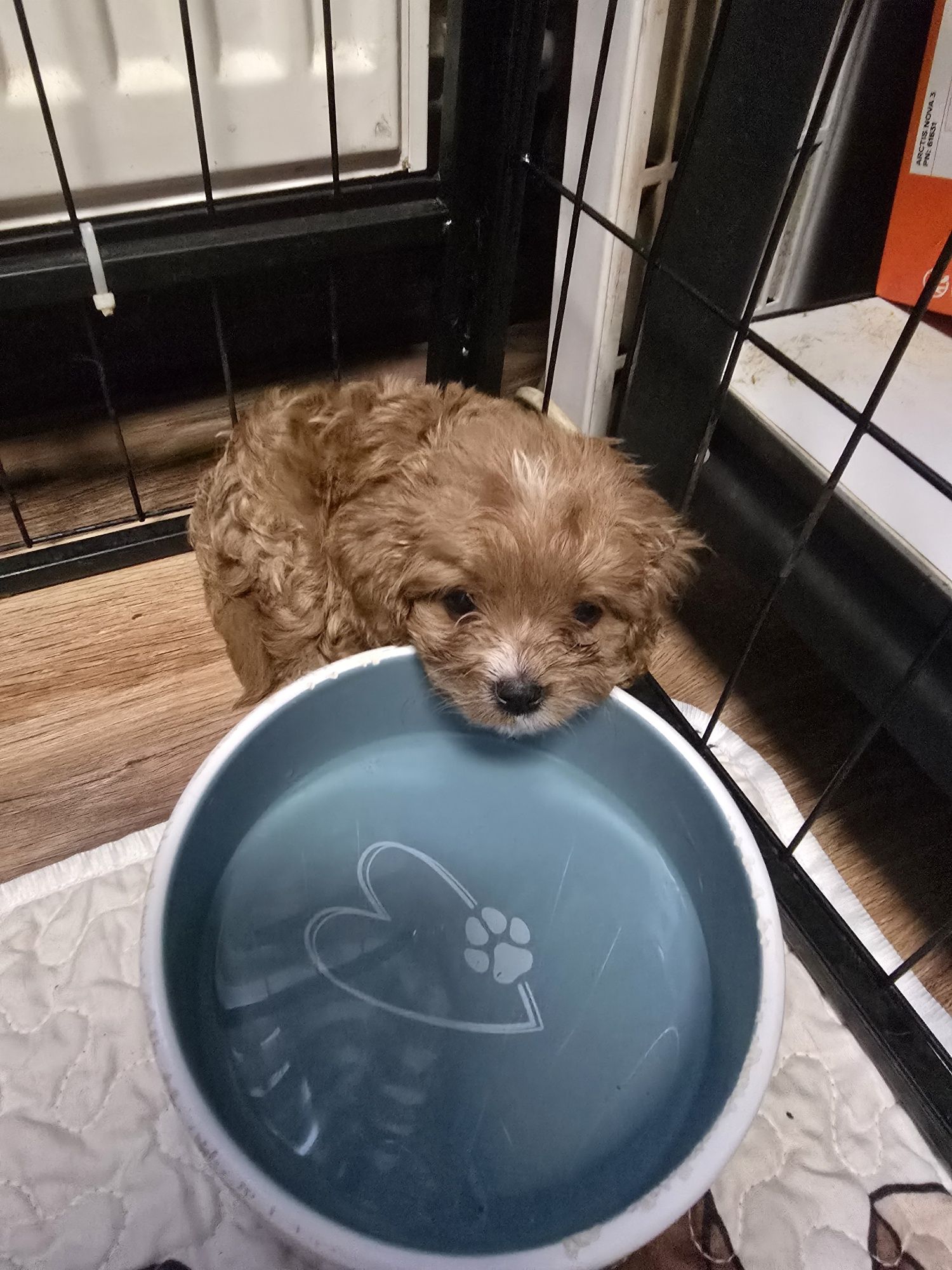 Śliczna Suczka cavapoo