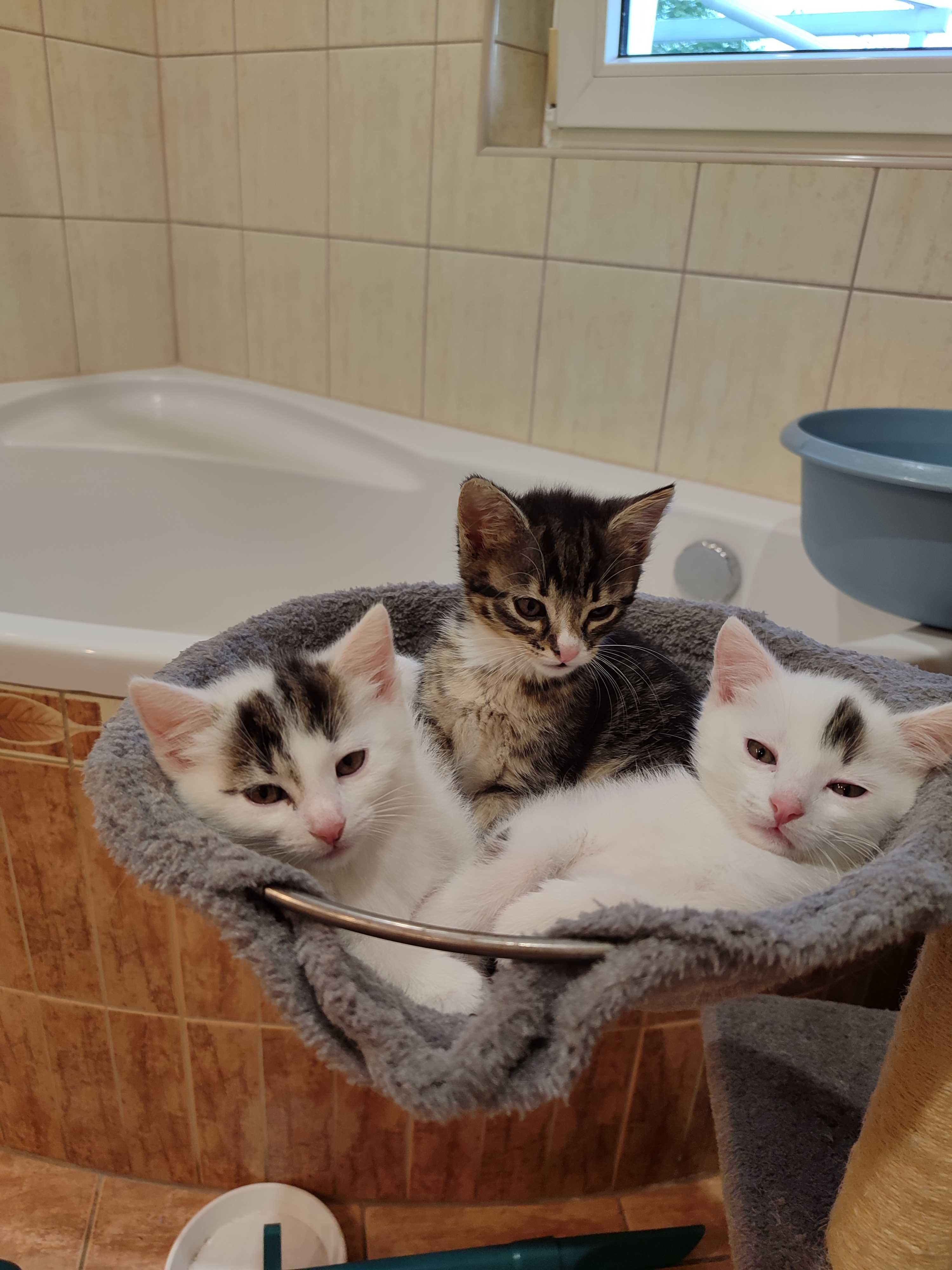 Kotki do adopcji